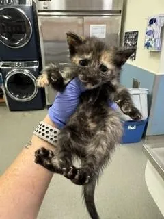 A baby small-sized female Domestic Short Hair cat named Perkins for adoption in Miami, FL