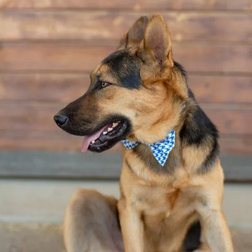 A young medium-sized male Brown / Chocolate German Shepherd Dog dog named Elvis for adoption in Bakersfield, CA