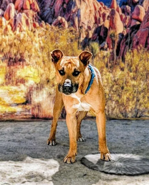 An adult large-sized male Pit Bull Terrier dog named Finn for adoption in Riverside, CA