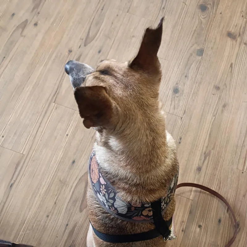 Bentley thumbnail 2