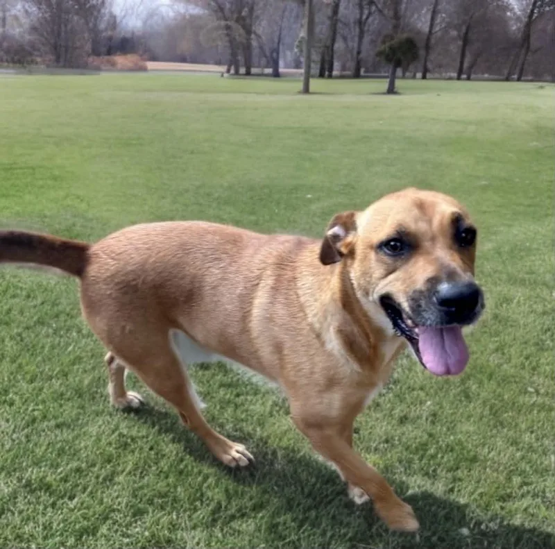 A young medium-sized female Brown / Chocolate Black Mouth Cur dog named Keyla for adoption in Spring, TX