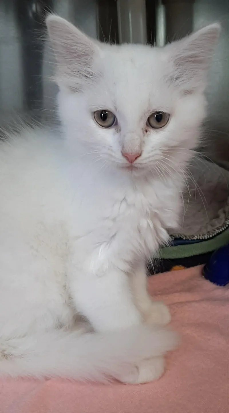 A baby medium-sized male White Domestic Long Hair cat named Little John for adoption in Georgetown, OH