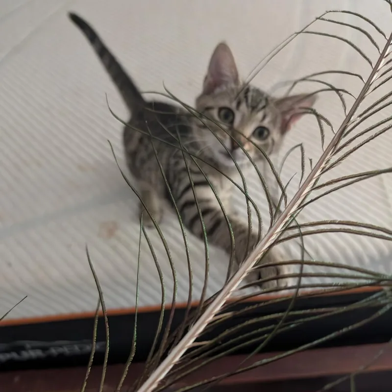 Tigress