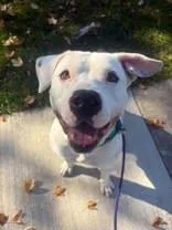 An adult medium-sized male White / Cream Terrier dog named Odysseus for adoption in Dodgeville, WI