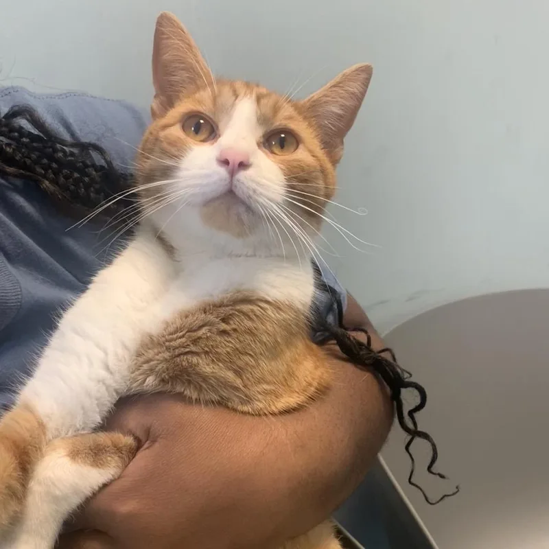 A young medium-sized male Orange / Red Domestic Short Hair cat named Colander for adoption in Greensboro, NC
