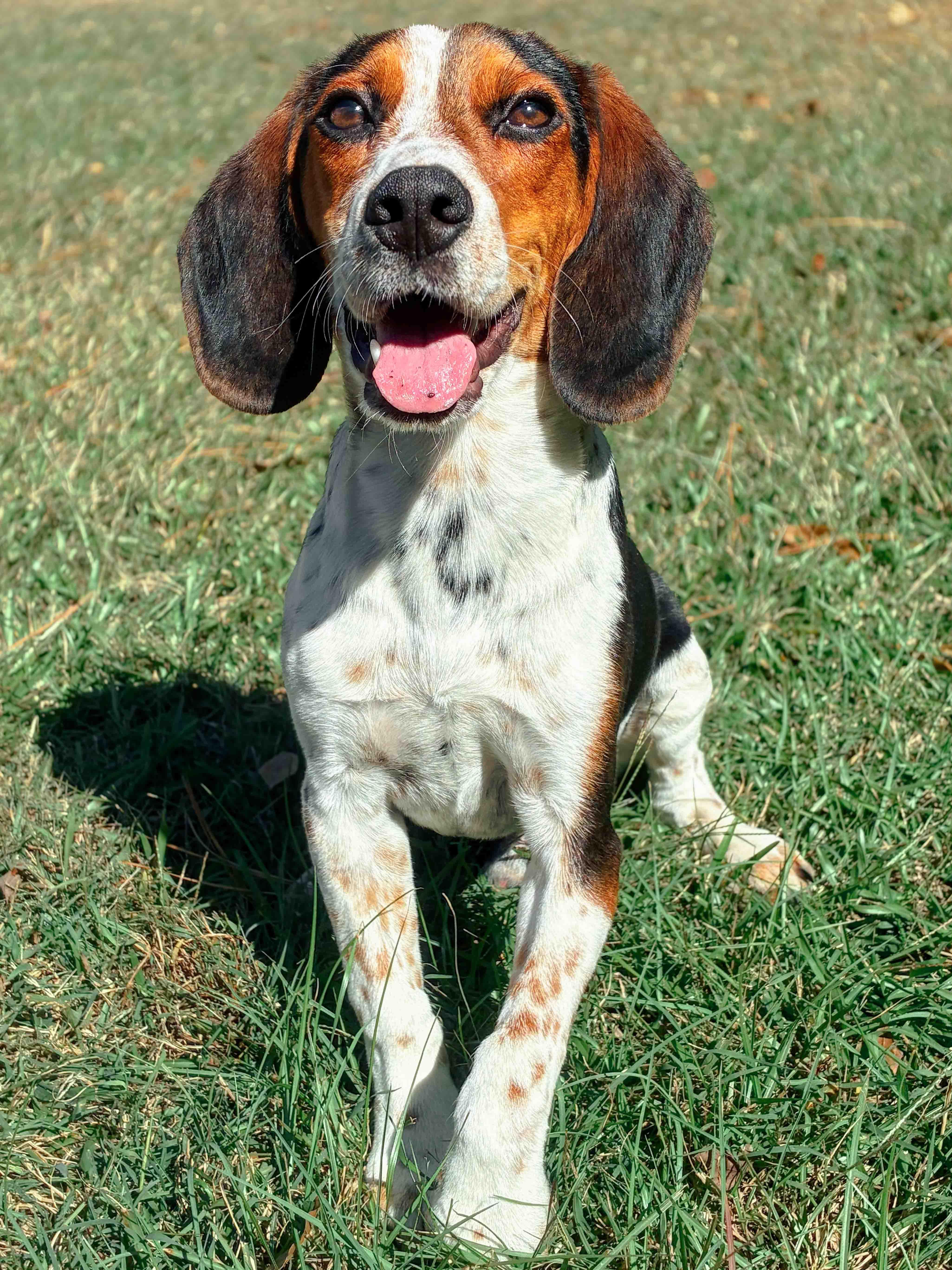 An adult medium-sized male Tricolor (Brown, Black, & White) Beagle dog named Snoopy for adoption in Carthage, NC