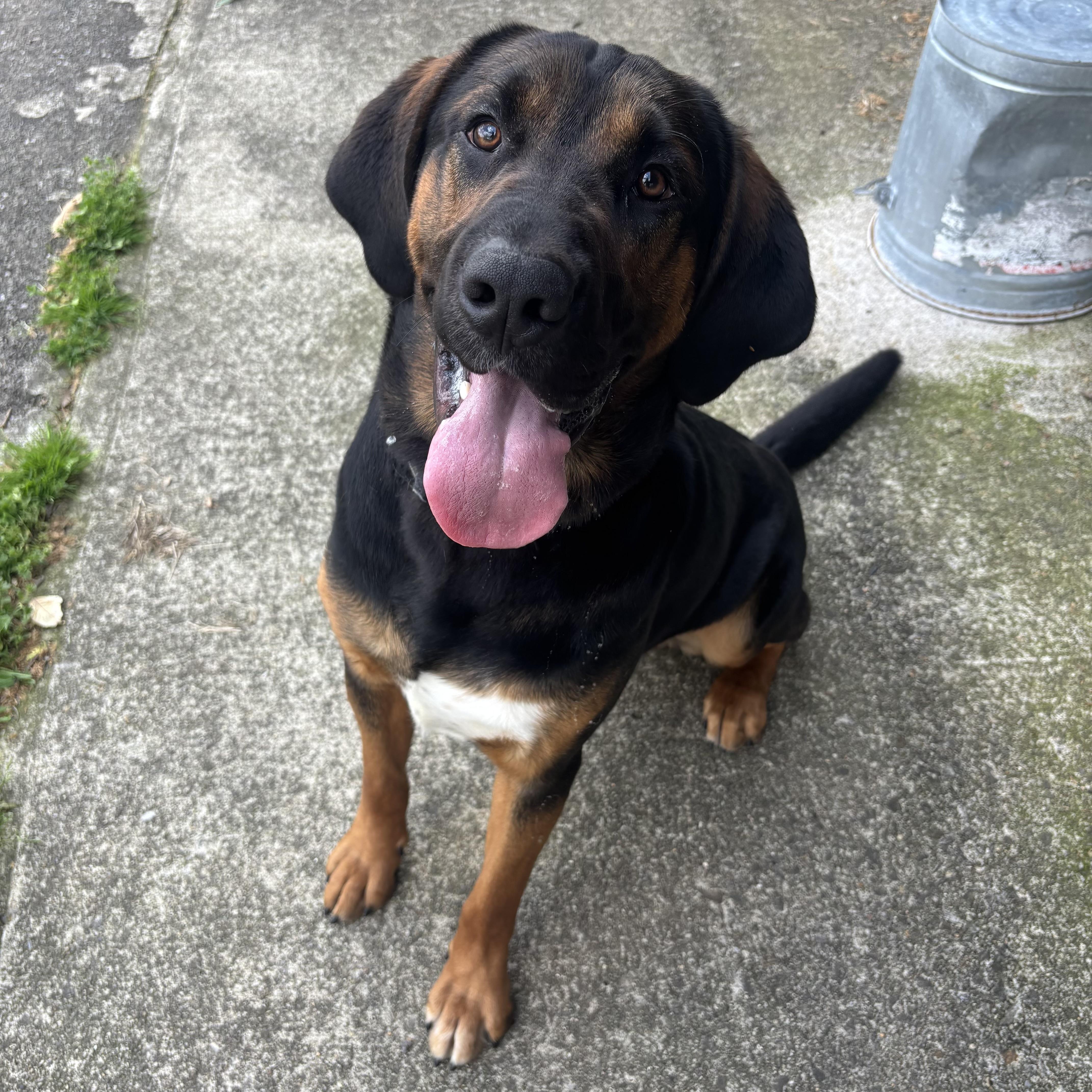 An adult large-sized male Bicolor Bloodhound dog named Smokey for adoption in Waynesburg, PA