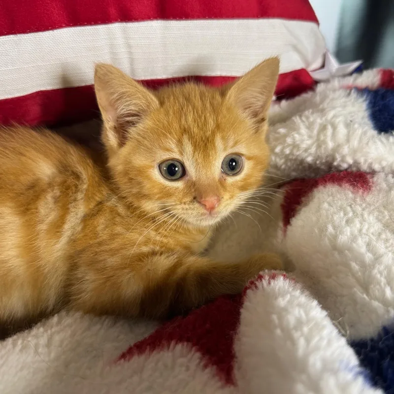 A baby large-sized male Orange / Red Domestic Short Hair cat named Chase for adoption in Bordentown, NJ