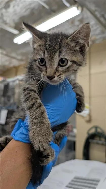 A baby small-sized female Domestic Short Hair cat named Janelle for adoption in Largo, FL