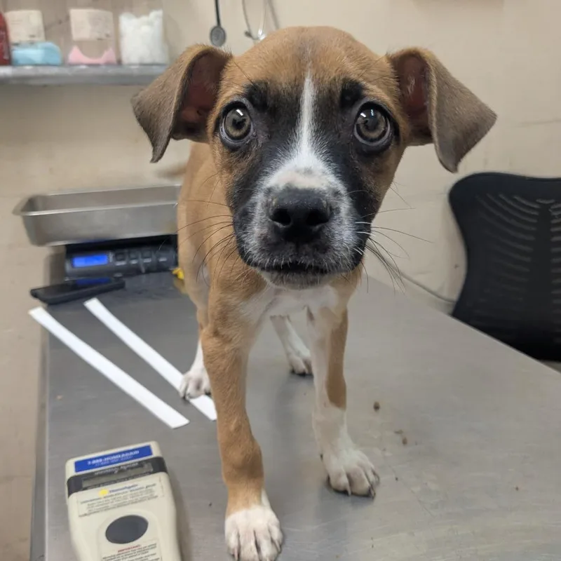 A baby small-sized female Brown / Chocolate Pit Bull Terrier dog named Raven for adoption in Birmingham, AL