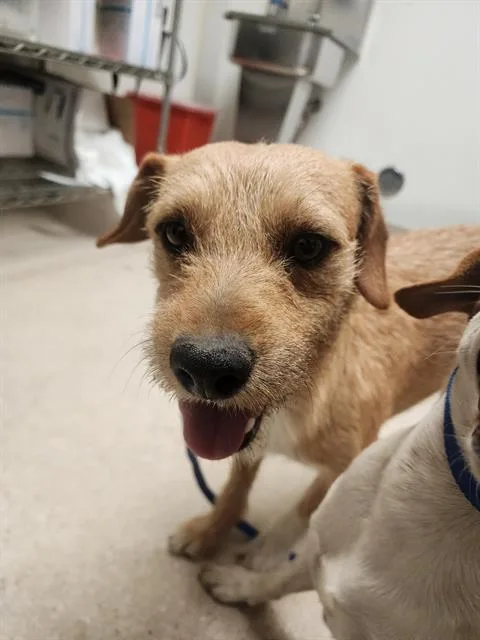 An adult medium-sized male Parson Russell Terrier dog named Pancho for adoption in Bakersfield, CA