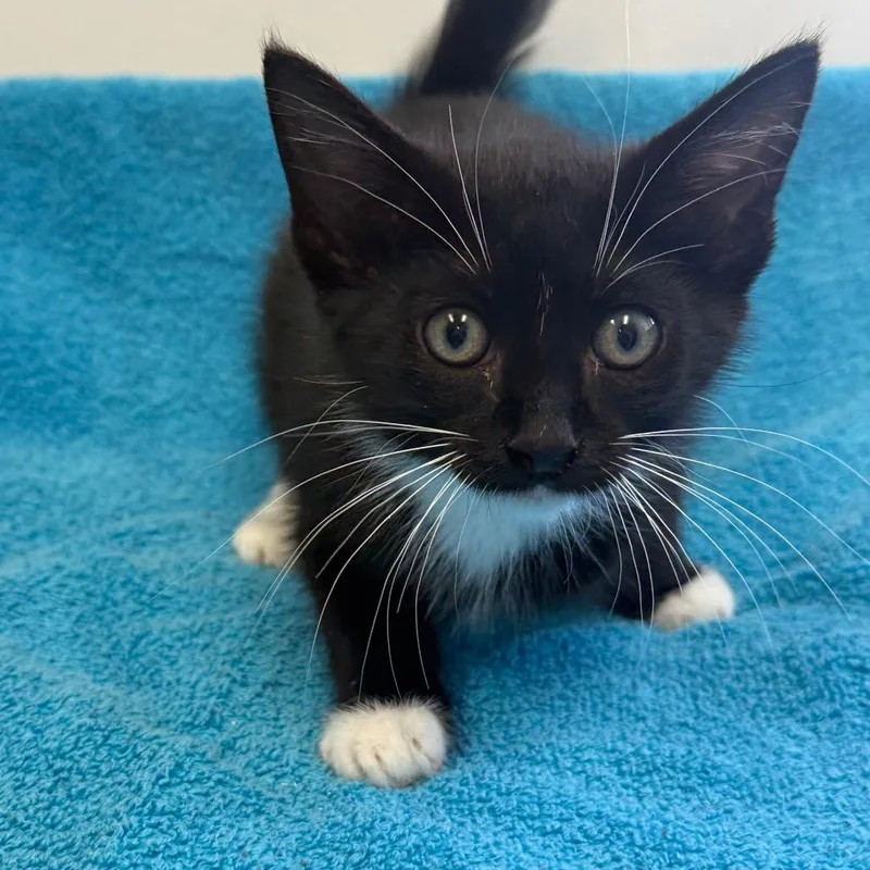 A baby small-sized male Black Domestic Short Hair cat named Biscuit for adoption in Houston, TX
