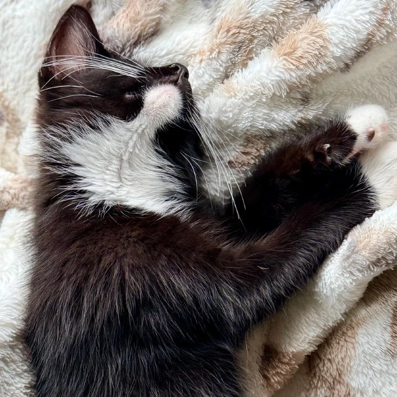 Biscuit thumbnail 3