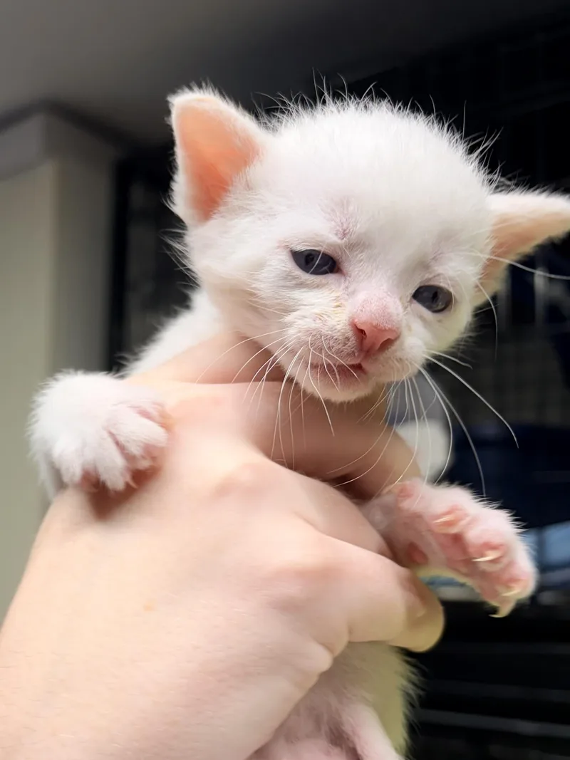 A baby medium-sized male White Siamese cat named Sugar for adoption in Bulverde, TX