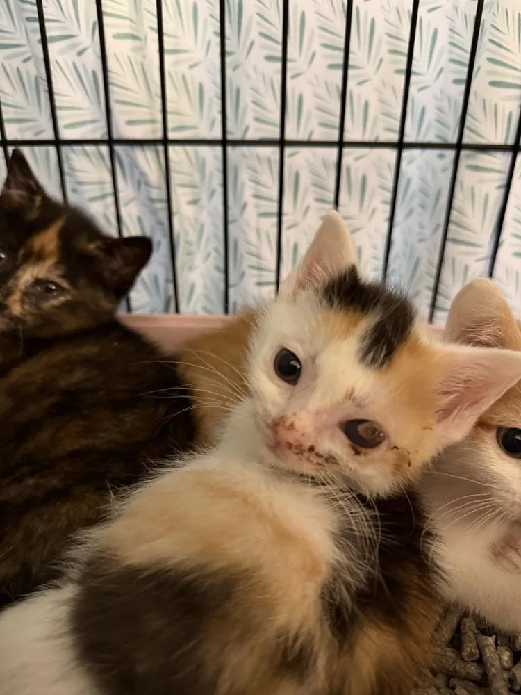 A baby small-sized female Domestic Short Hair cat named Rumor Mill for adoption in New York, NY