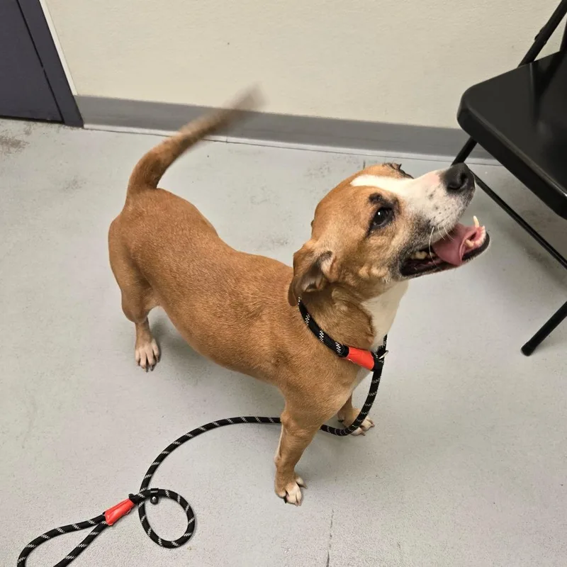 Honeycrisp thumbnail 3