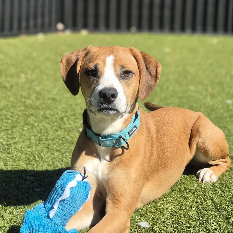 Honeycrisp thumbnail 5