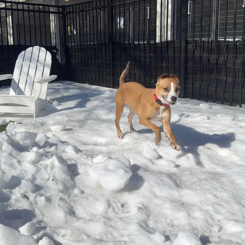 Honeycrisp thumbnail 6