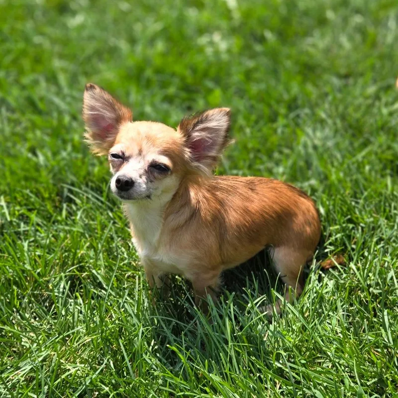 An adult small-sized female Yellow / Tan / Blond / Fawn Chihuahua dog named Freckles for adoption in Rochester, MN