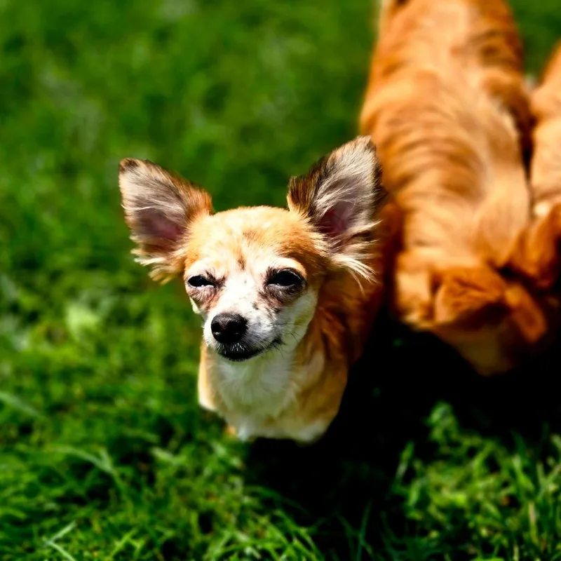 Freckles thumbnail 6