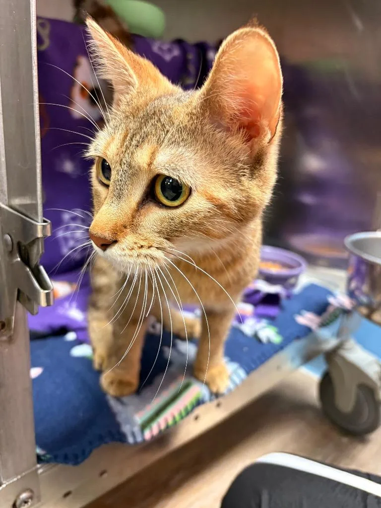 A young large-sized female Domestic Short Hair cat named Mrs. Butterworth for adoption in Detroit, MI