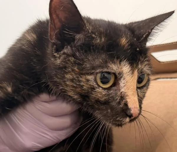 A young small-sized female Domestic Short Hair cat named Mars for adoption in Ridgewood, NY