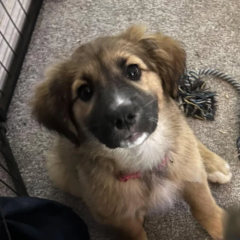 A baby medium-sized female Tricolor (Brown, Black, & White) Mixed Breed dog named Zyna for adoption in Chino valley, AZ