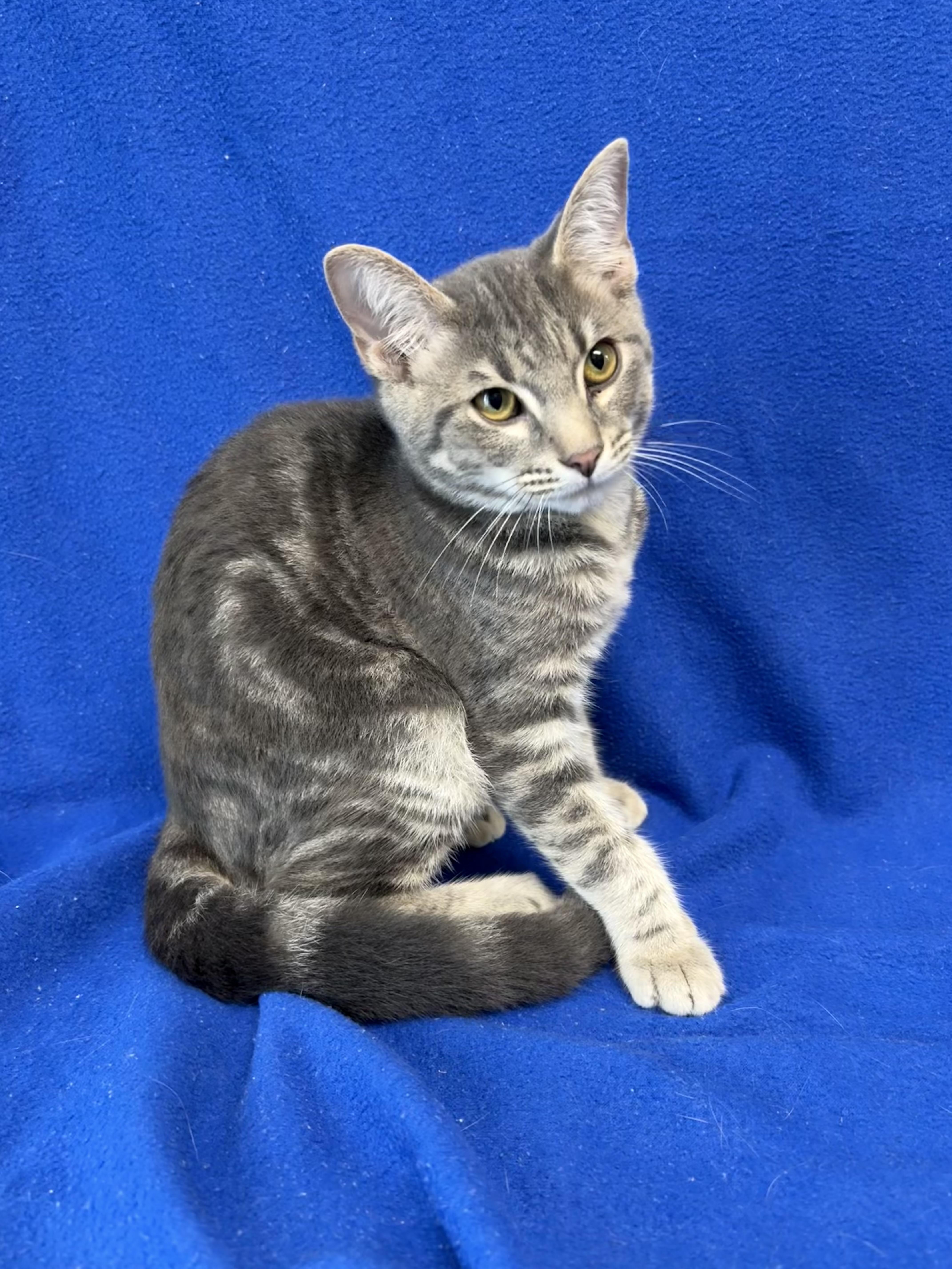 A baby medium-sized male Tabby (Gray / Blue / Silver) Domestic Short Hair cat named Leonardo DeCatrio for adoption in Valdosta, GA