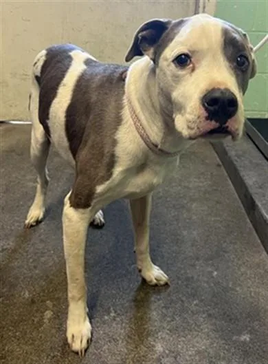 A senior large-sized male Pit Bull Terrier dog named King for adoption in Sacramento, CA