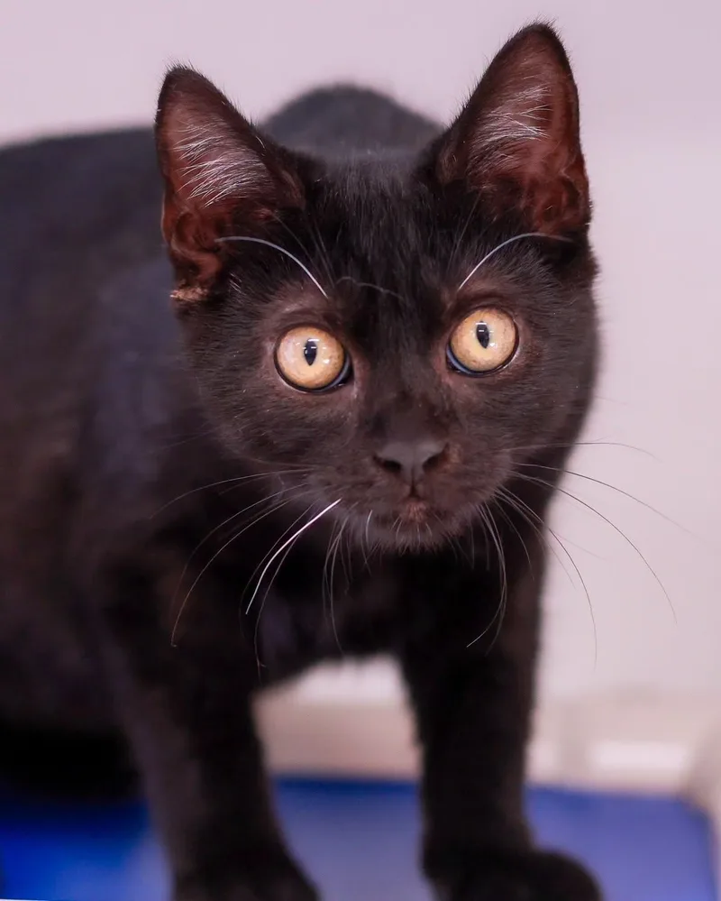 A baby small-sized male Domestic Short Hair cat named Whiplash for adoption in Bridgeport, CT