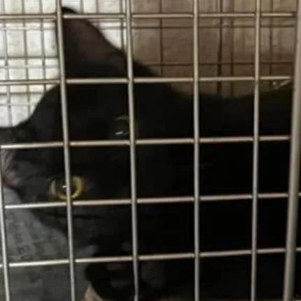 A young small-sized female Black Domestic Short Hair cat named Duchess for adoption in Coralville, IA