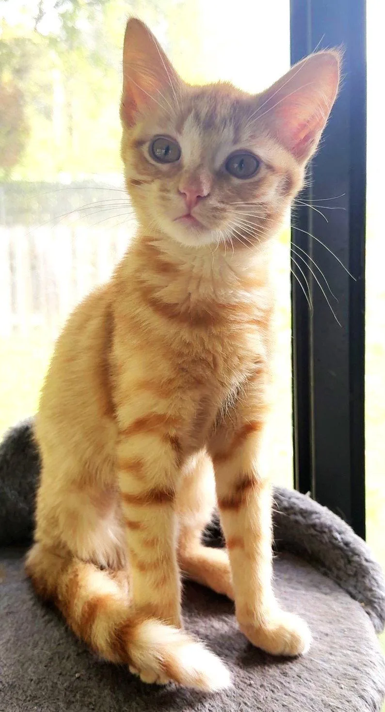 A baby medium-sized female Orange / Red Domestic Short Hair cat named Frankie for adoption in Shawnee, KS