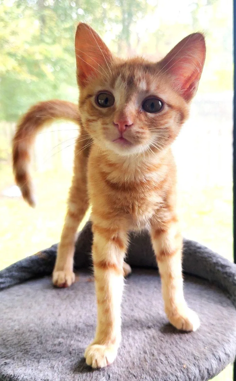 Frankie thumbnail 2
