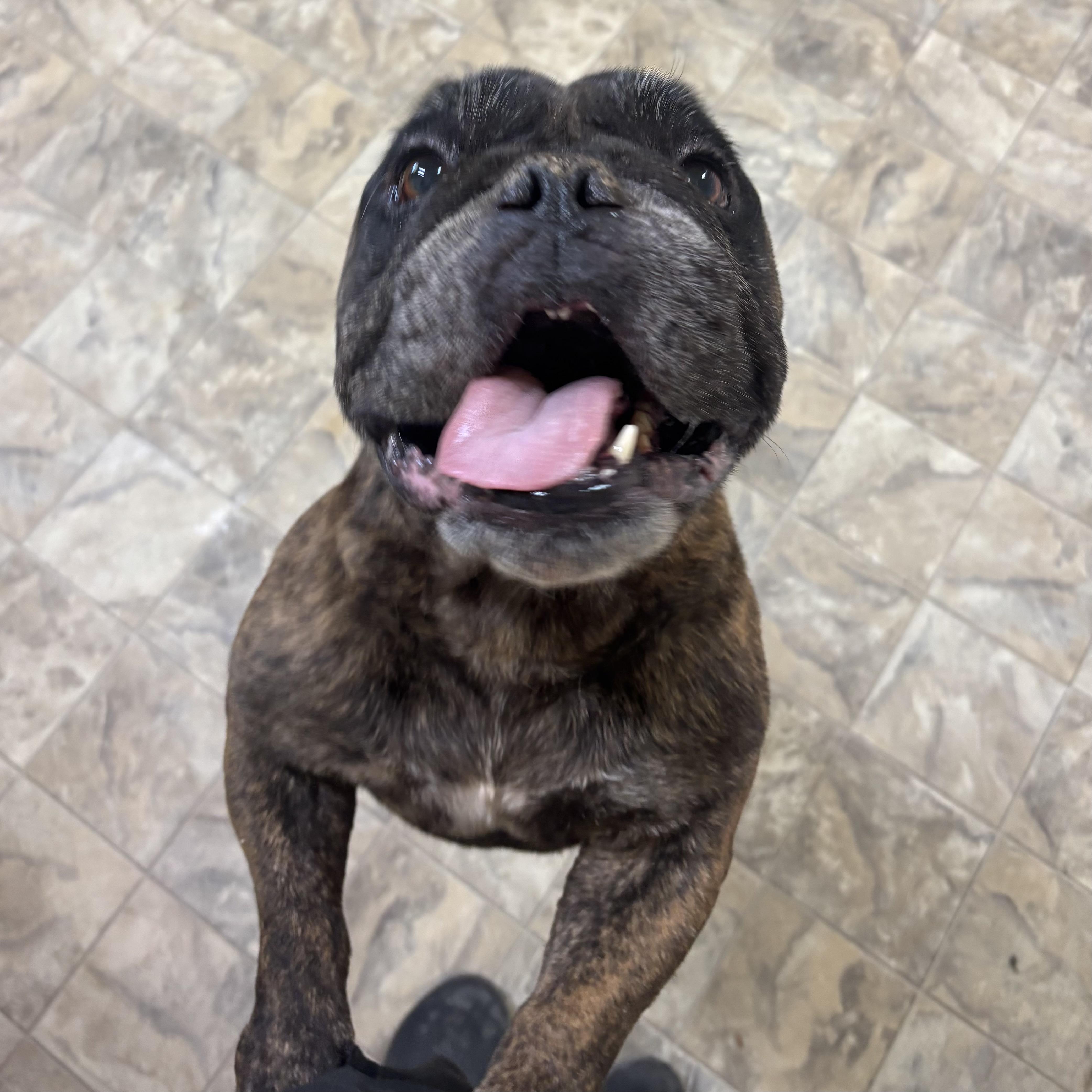 Angus