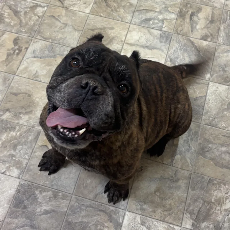 Angus thumbnail 3