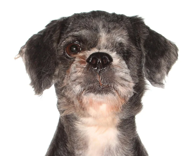 An adult small-sized male Shih Tzu dog named Buddy for adoption in Oakland Park, FL