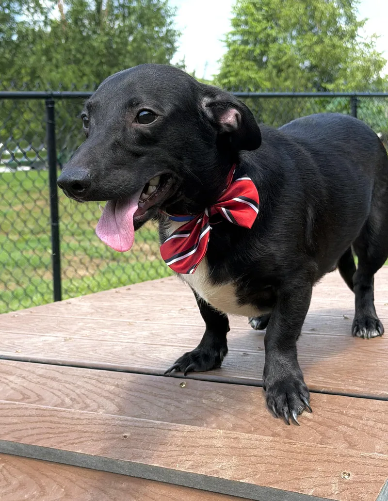 A young small-sized male Dachshund dog named Jérôme for adoption in Maryville, TN