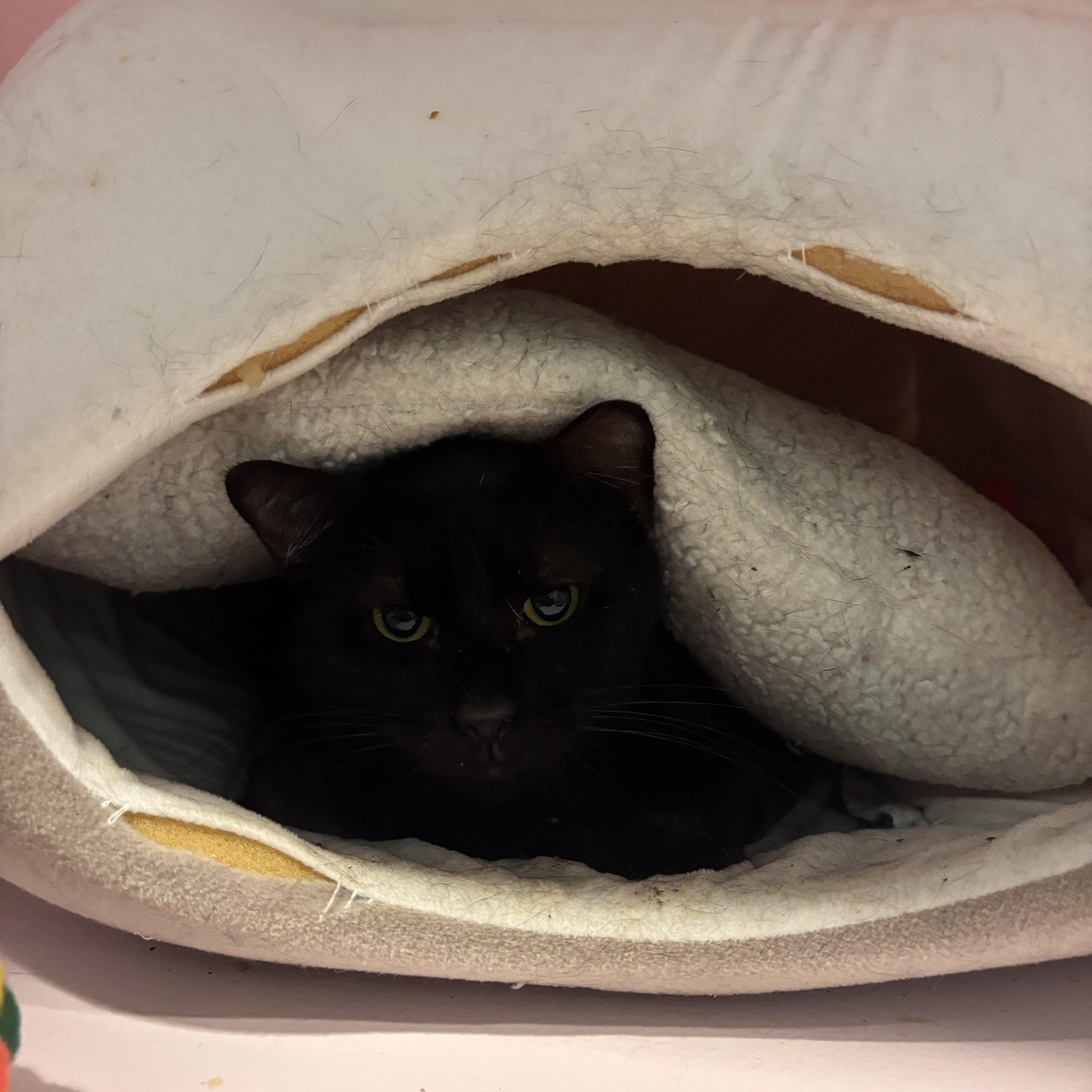 An adult medium-sized male Black Domestic Short Hair cat named Howdy for adoption in Charleston, SC