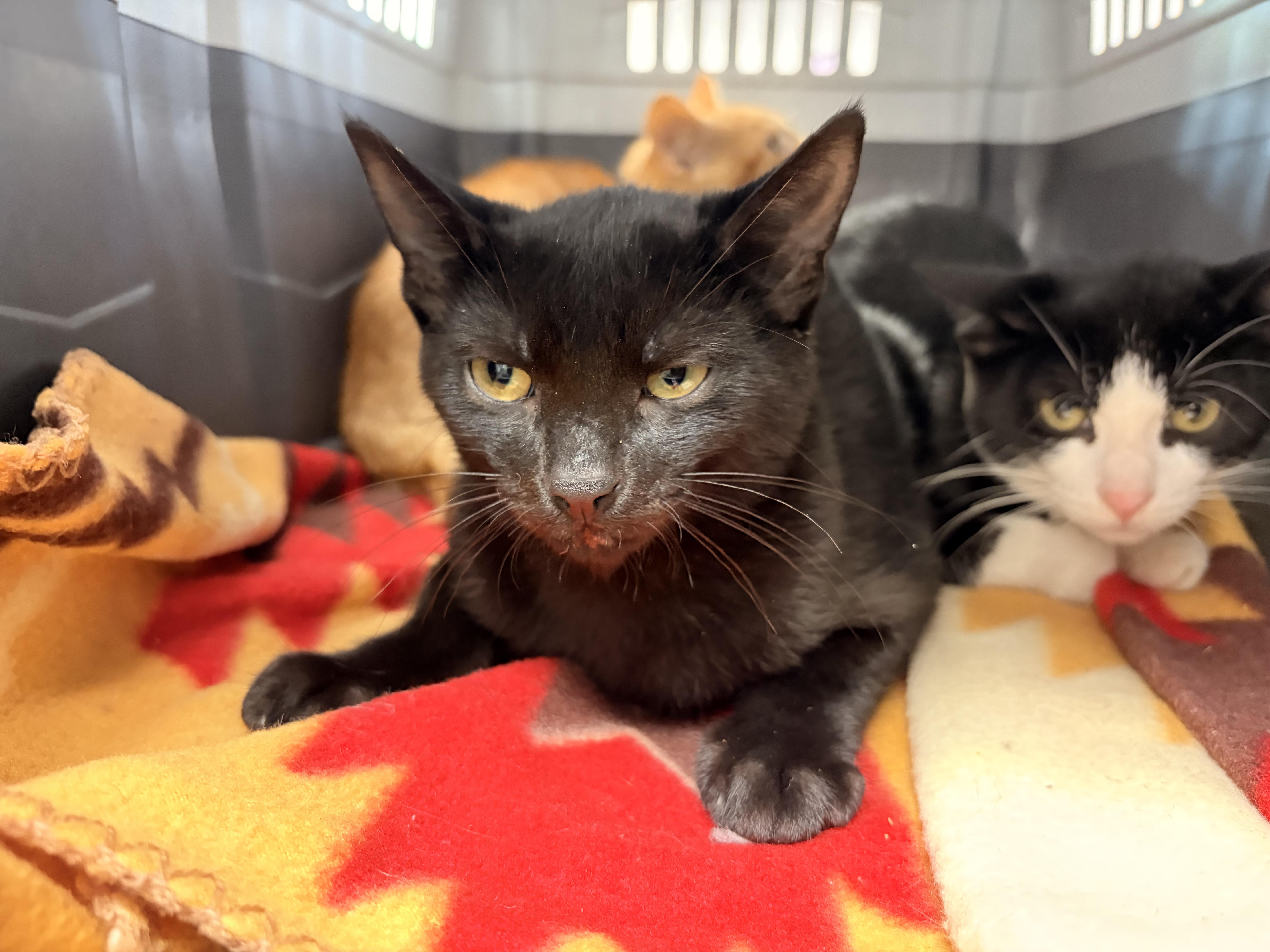 A baby small-sized male Black Domestic Short Hair cat named Dewey for adoption in Saint Charles, MO