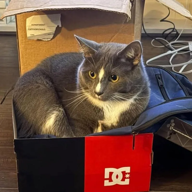 An adult small-sized male Gray / Blue / Silver Domestic Short Hair cat named Snuggles for adoption in Shinnston, WV
