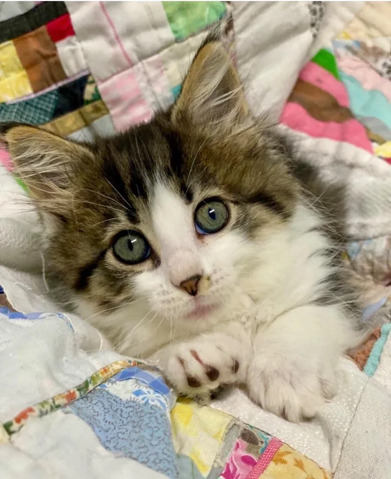 A baby large-sized female Domestic Short Hair cat named Symphony for adoption in Decorah, IA