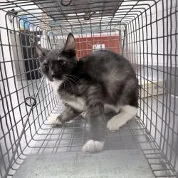 A baby small-sized male Gray / Blue / Silver Domestic Short Hair cat named HACCStray for adoption in Henderson, NV