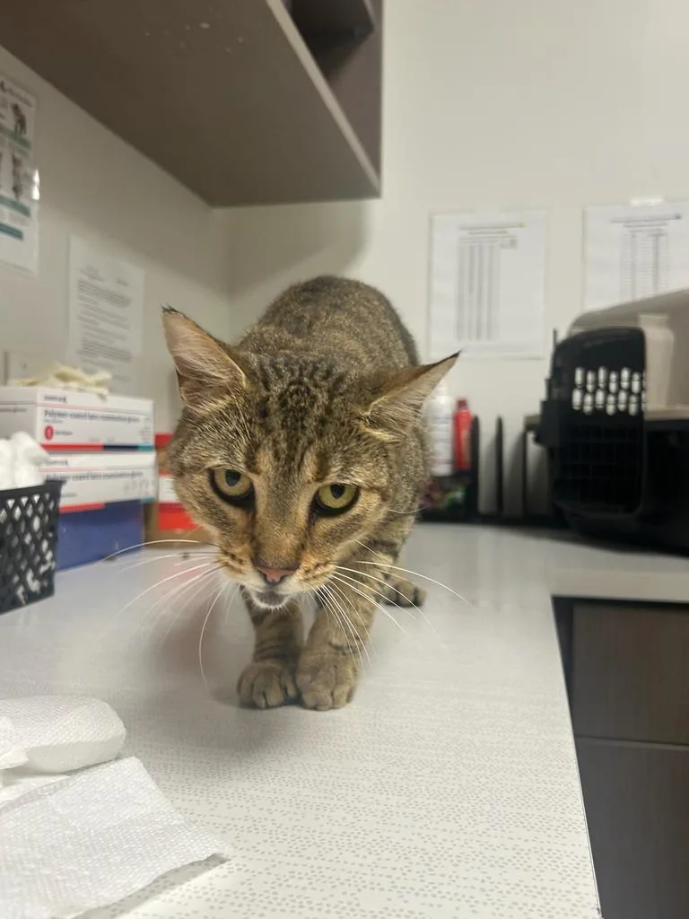 An adult small-sized female Domestic Short Hair cat named Bobbi for adoption in Greenfield, IN