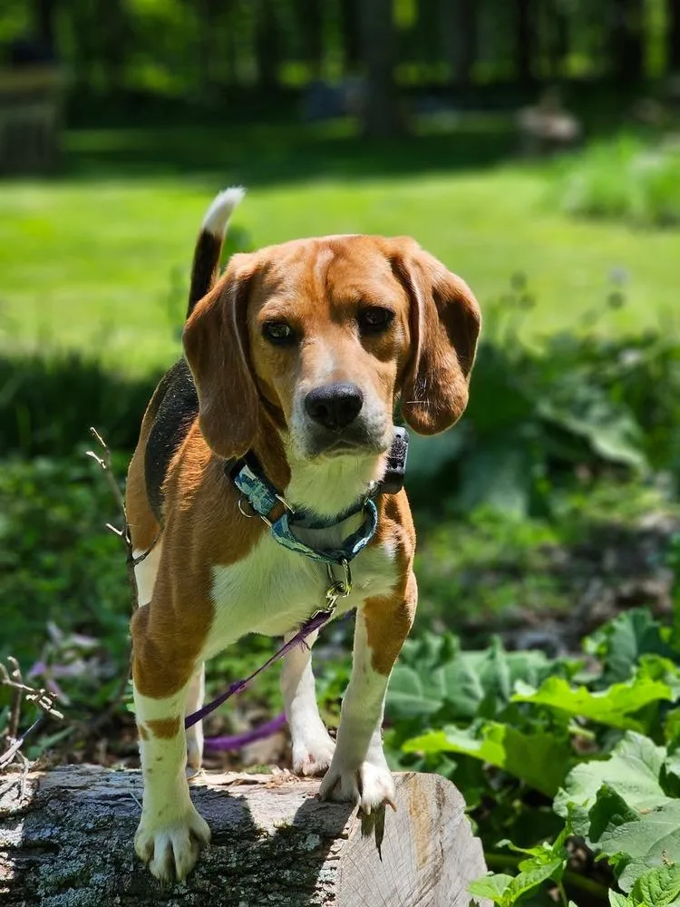 An adult medium-sized male White / Cream Beagle dog named Harley for adoption in Wausau, WI