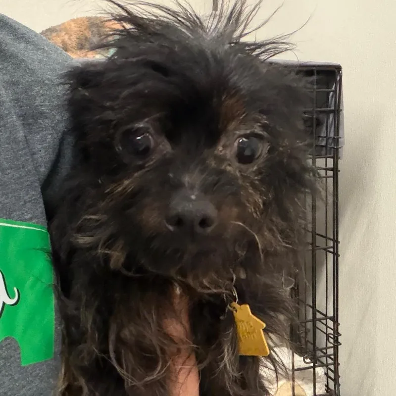 A senior small-sized female Black Yorkshire Terrier dog named Bindi for adoption in Lake Jackson, TX