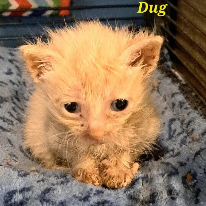 A baby small-sized male Cream / Ivory Domestic Short Hair cat named Dug for adoption in Green Forest, AR