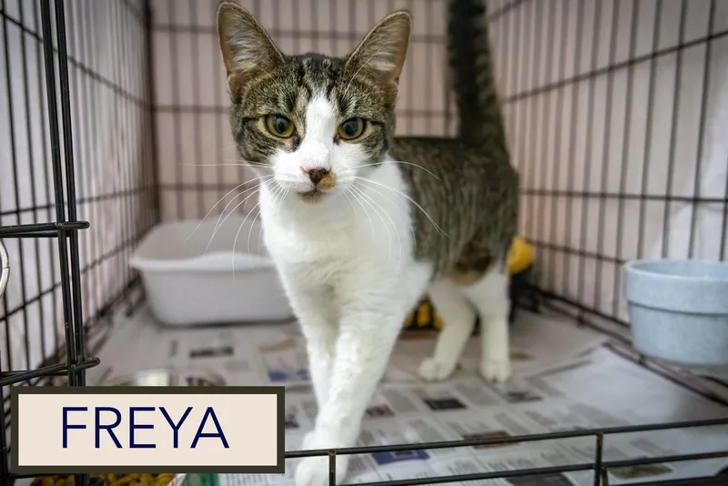 A young medium-sized female Domestic Short Hair cat named Freya for adoption in Greenville, DE