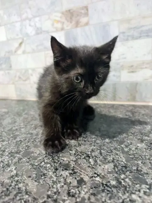 A baby small-sized female Black Domestic Short Hair cat named Luna for adoption in Pearland, TX
