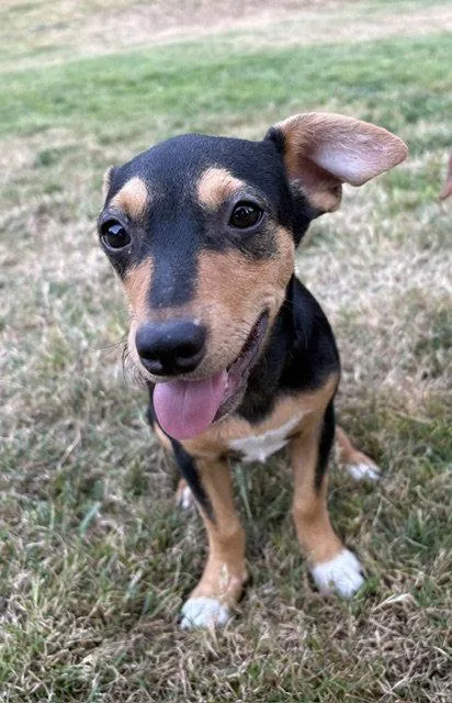 A baby small-sized female Rat Terrier dog named Dottie for adoption in Seattle, WA