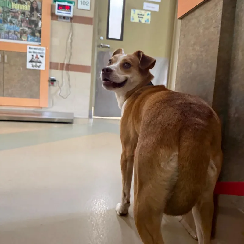 An adult medium-sized female Mixed Breed dog named Sabrina Carpenter for adoption in Winston-Salem, NC